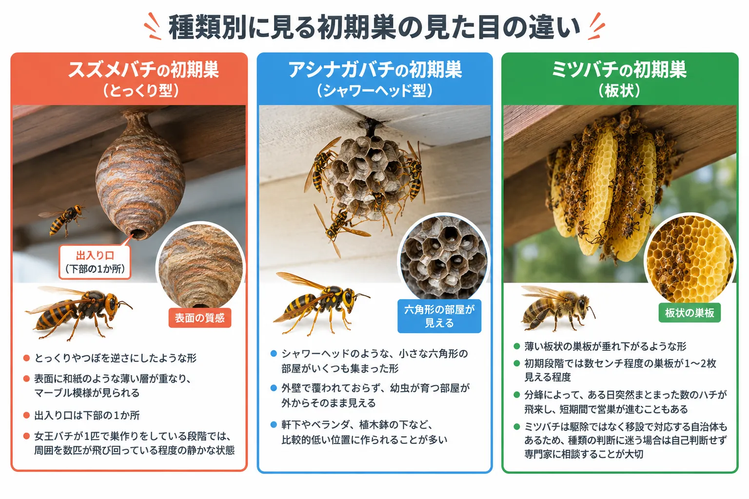 蜂の巣の見た目の違いの図解