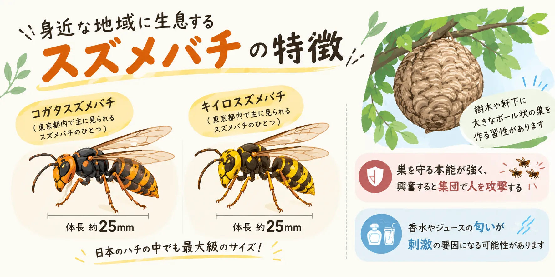 スズメバチの画像