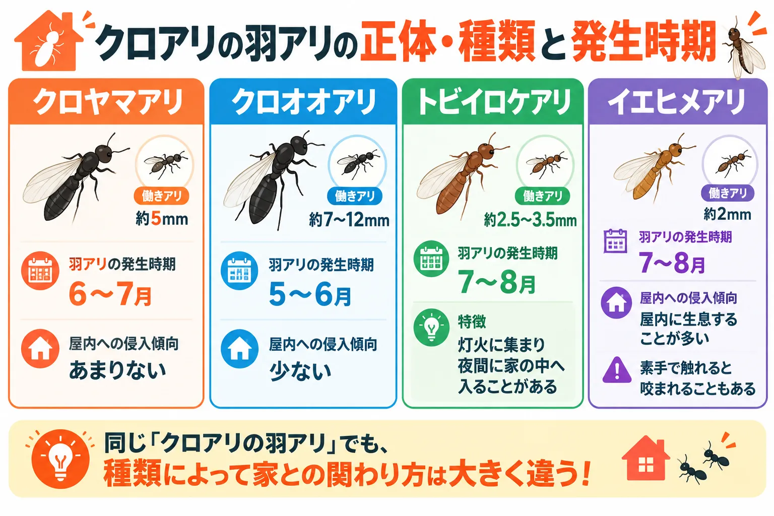 黒蟻の羽アリの種類と発生時期の図解