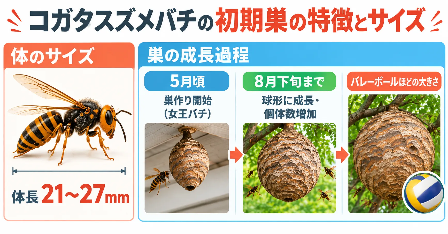 コガタスズメバチの巣のサイズの画像