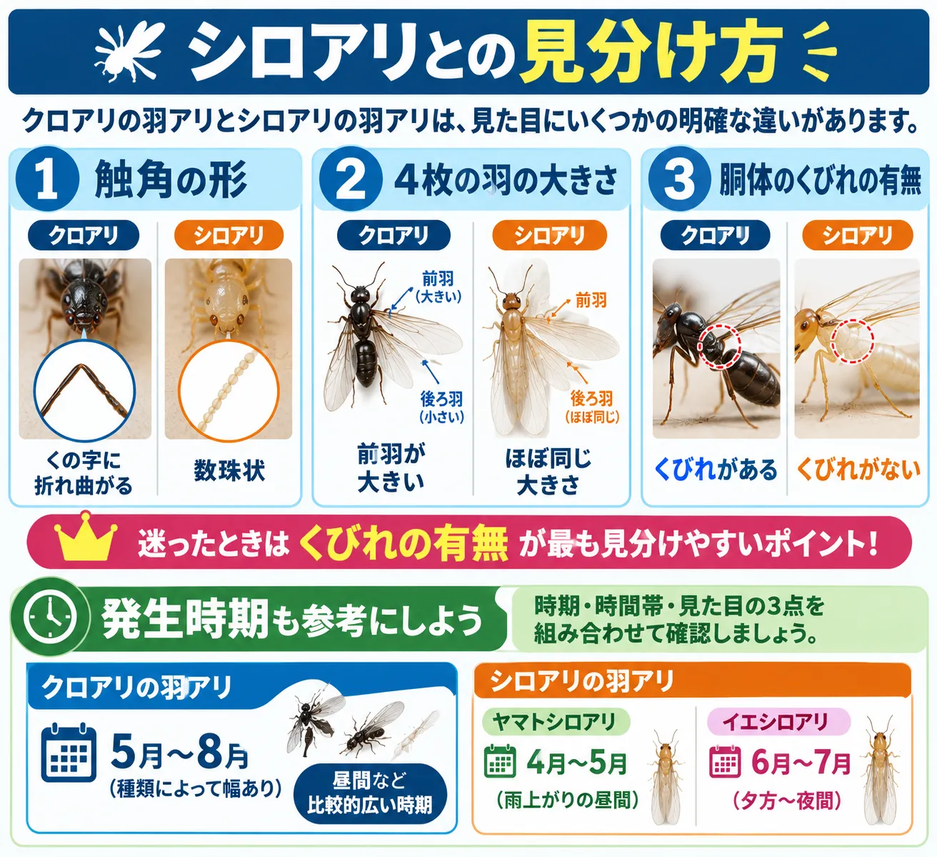 シロアリとの見分けかたの図解