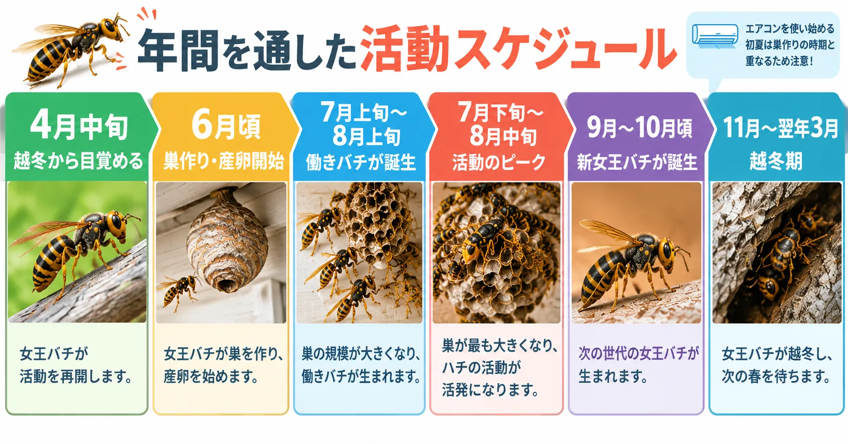 ハチの年間活動スケジュール