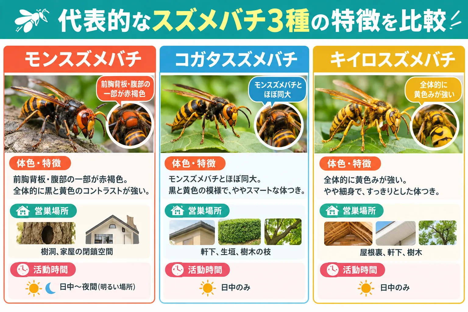 スズメバチの特徴の図解