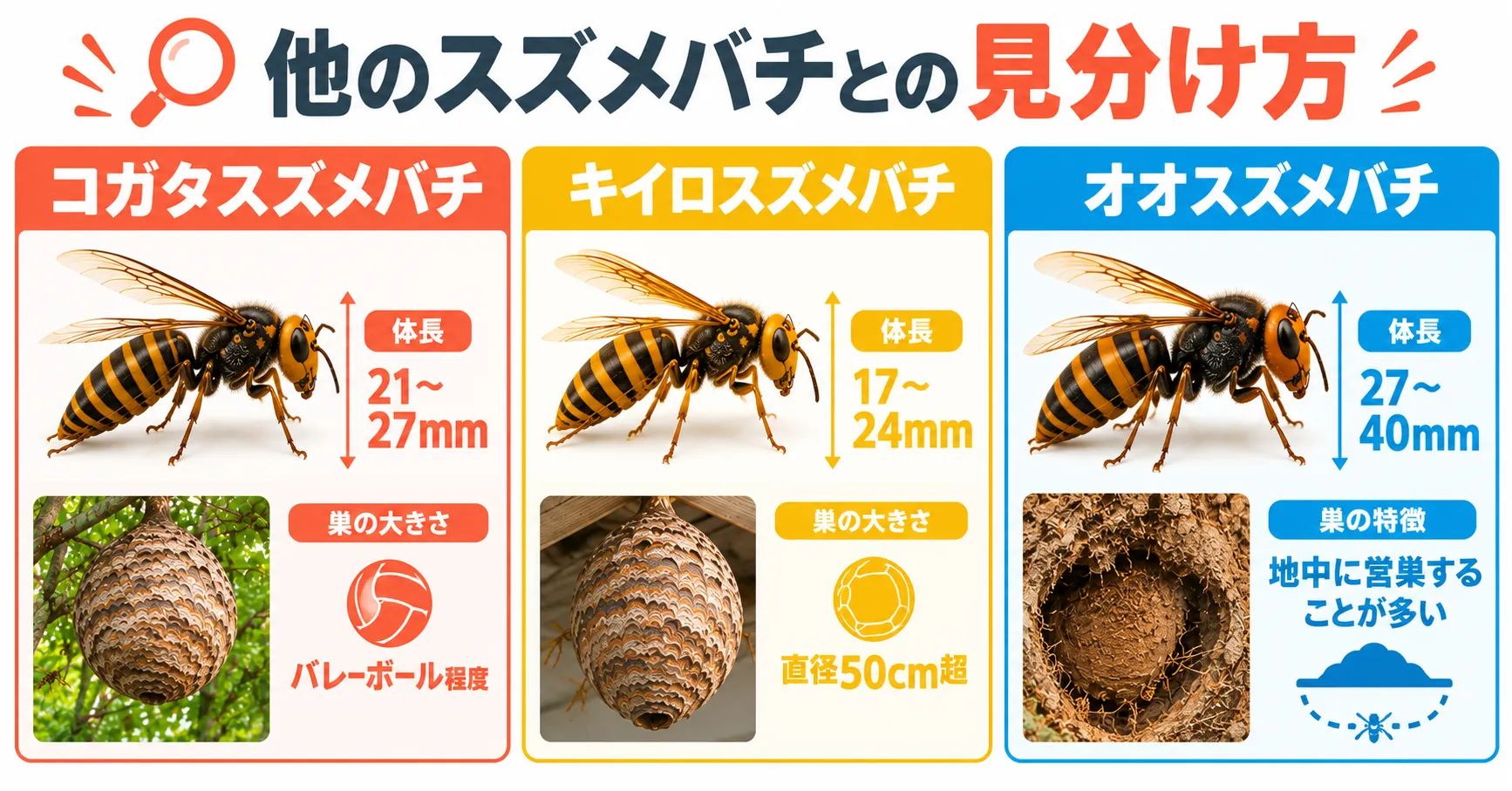 他のスズメバチと飲み分け方の画像