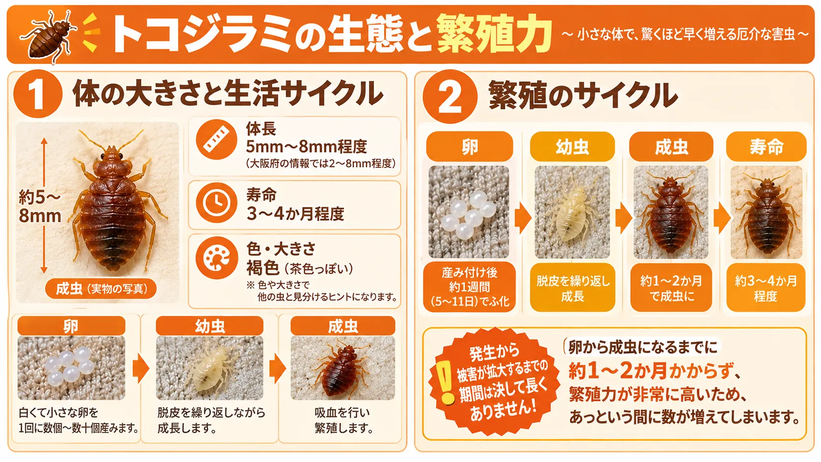 トコジラミの生態の図解