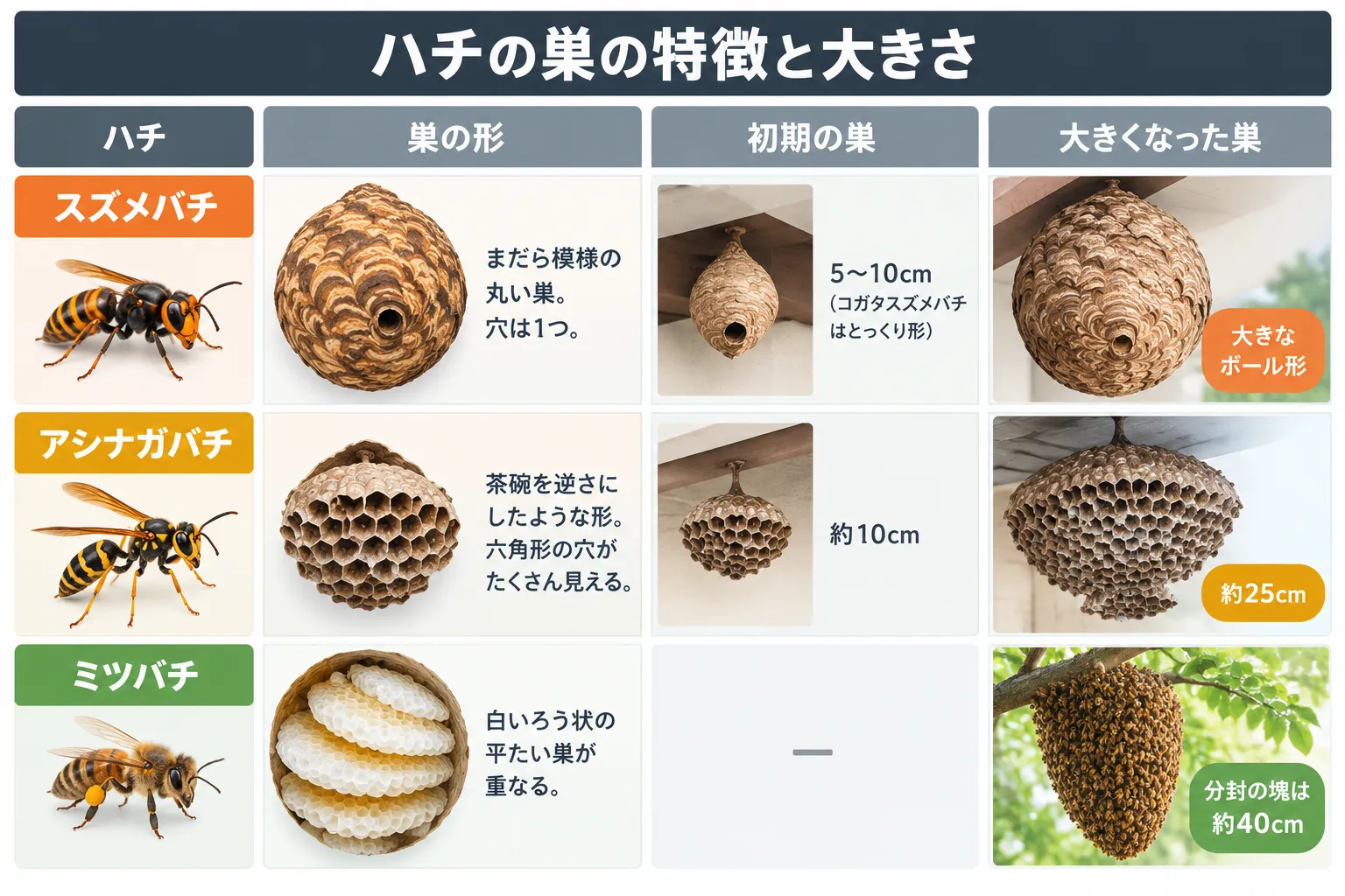 ハチの巣の特徴と大きさ一覧の図解