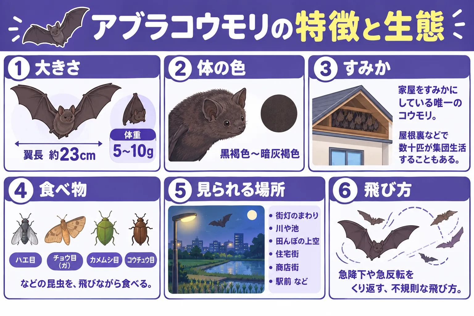 アブラコウモリの特徴と生態インフォグラフィック